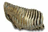 Fossil Woolly Mammoth Lower M Molar - Hungary #295844-2